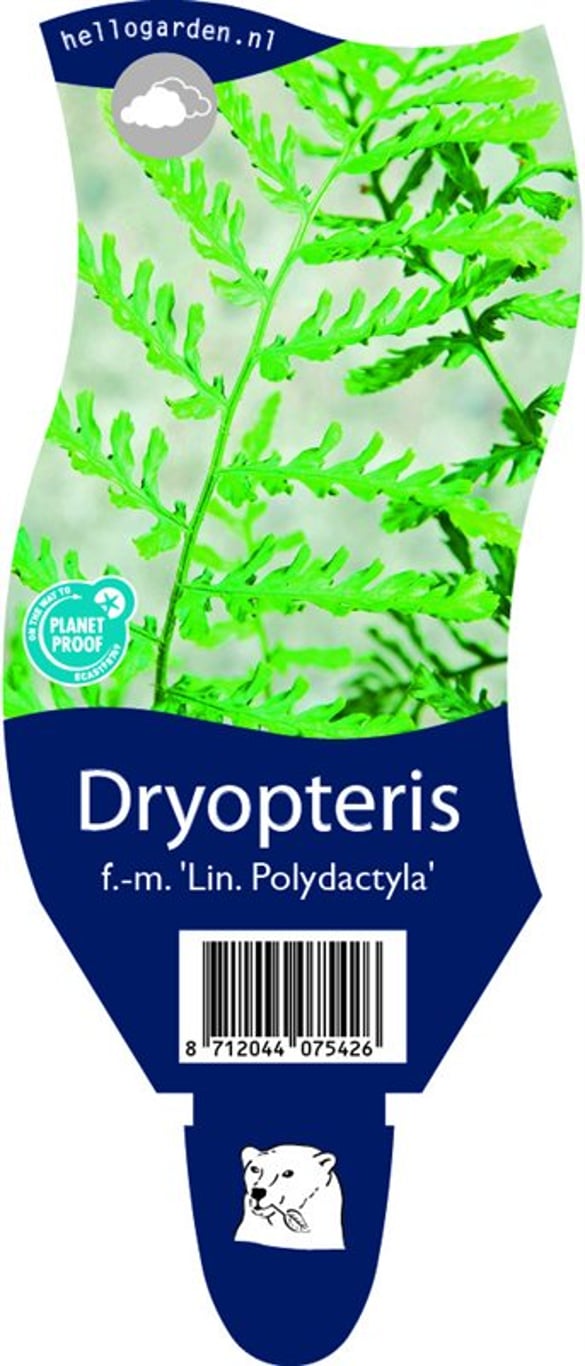 Dryopteris f.-m. 'Lin. Polydactyla' - P11